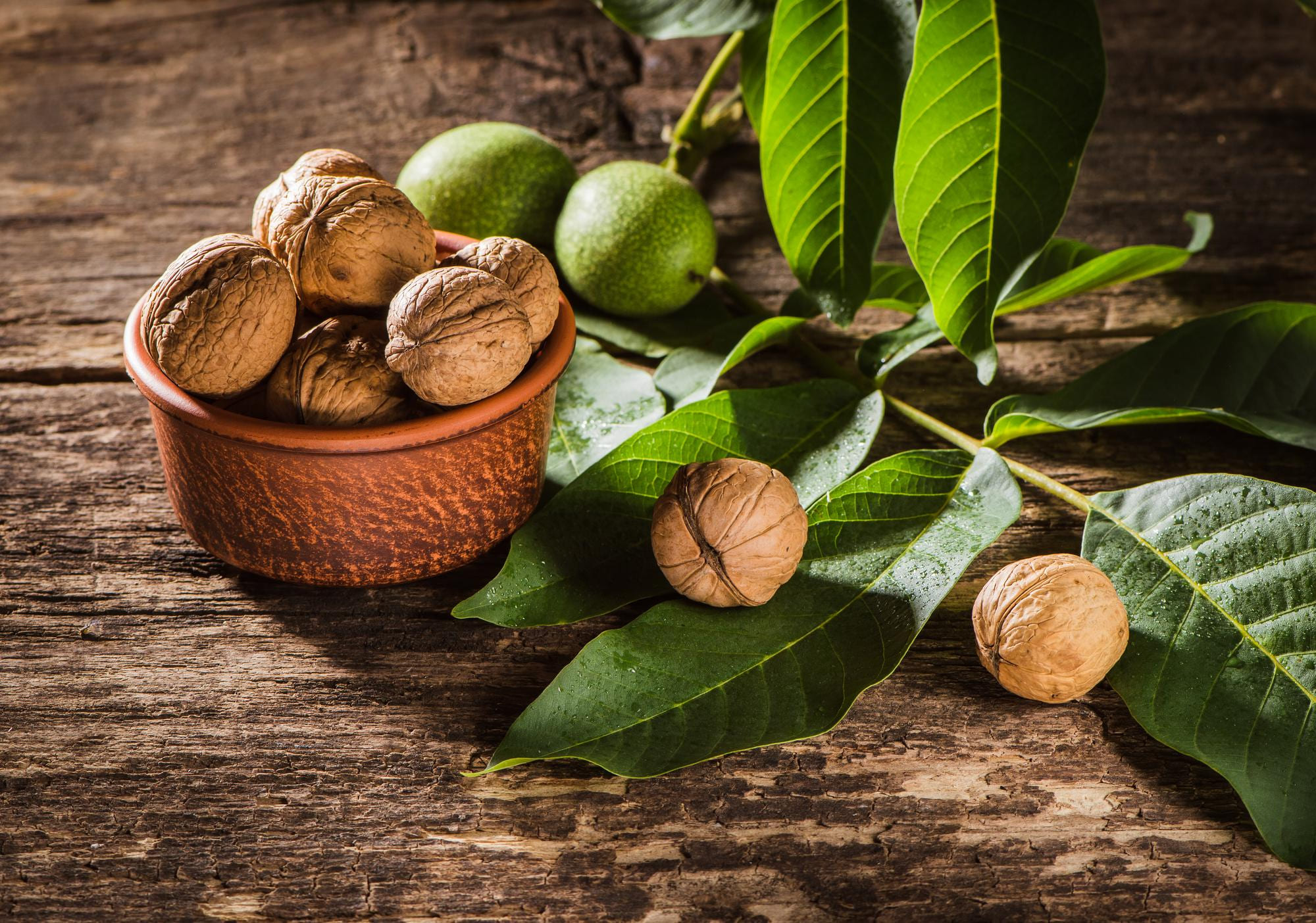 Well Nut ceviz bahçesi ve ağaçları