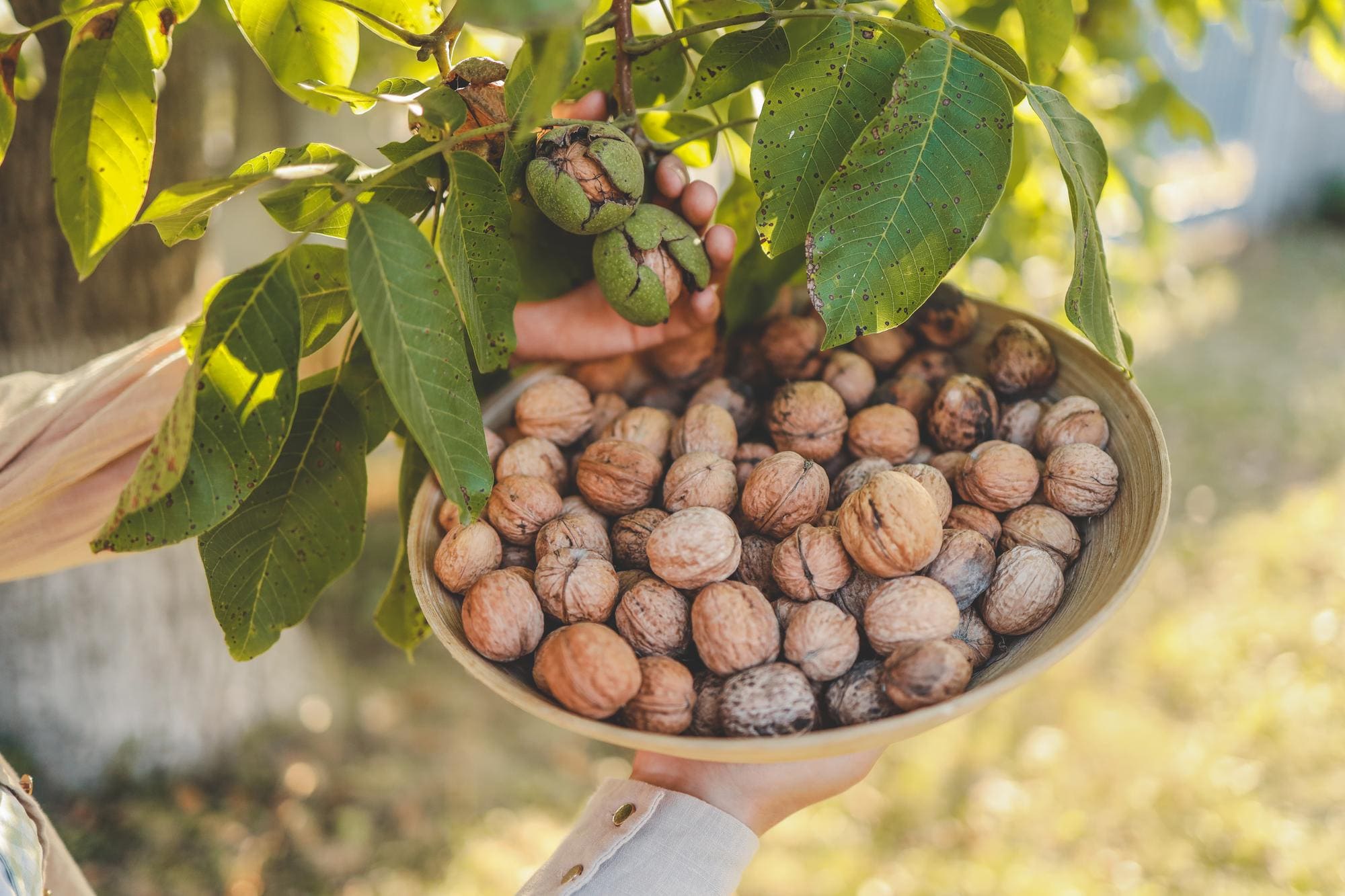 Well Nut ceviz çuvalları